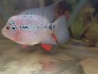 Flowerhorn Female