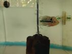 Flowerhone Fish