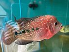 Flowerhorn fish