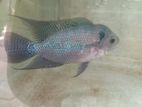 Flowerhorn Fish