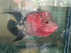 Flowerhorn Fish