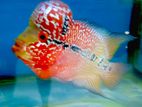 Flowerhorn Fish