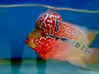 Flowerhorn Fish