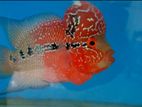 Flowerhorn Fish