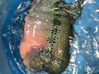 Flowerhorn Fish