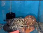Flower Horn Fish