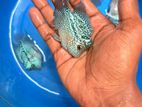 flowerhorn fish
