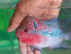flowerhorn fish
