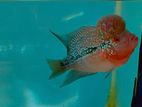Flowerhorn Fish