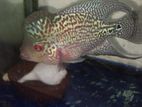 Flowerhorn Fish