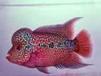 Flowerhorn Fish