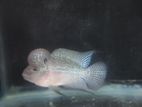 Flowerhorn Fish