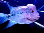 Flowerhorn Fish