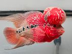 Flowerhorn Fish