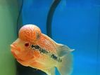 Flowerhorn Fish SRD