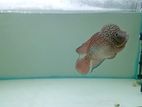 Flowerhorn Fish with Tank