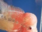Flowerhorn Fish