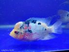 Flowerhorn Fish