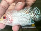 Flowerhorn