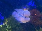 Flower Horn Fish