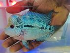 Flowerhorn Fish
