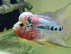 Flowerhorn Fish