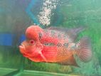 Flowerhorn Fish