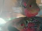 Flowerhorn