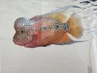 Flower Horn Fish