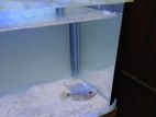 Flowerhorn Fish