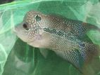 Flowerhorn Fish