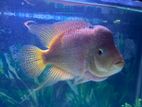 Flowerhorn Fish with Tank