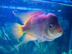 Flowerhorn Fish with Tank