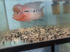 Flowerhorn