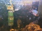 Flowerhorn Fish