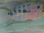 Flowerhorn Male Fish