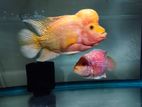 Flowerhorn Fish pair