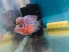 Flowerhorn Srd