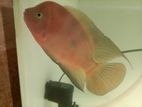 Flowerhorn Super Red Monkey Fish