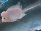 Flowerhorn