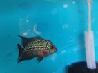 Flowerhorn
