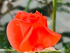 Rose Flower Plant