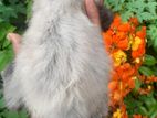 Fluffy Smokey Gray Persian Kitten