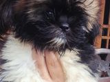 Shitzu Puppies