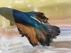 Betta Fish