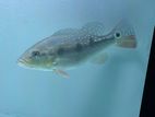 Fogo Peacock Bass