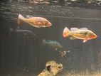 Fogo peacock bass pair