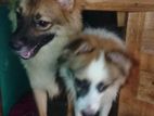 Pomeranian Puppies