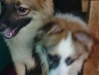 Pomeranian Dog