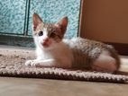 Kitten for Kind Home